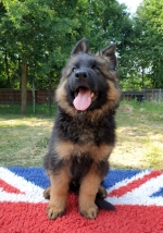 vom Trojangold, hodowla Owczarków Niemieckich Długowłosych