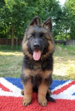 vom Trojangold, hodowla Owczarków Niemieckich Długowłosych