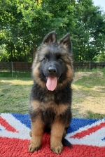 vom Trojangold, hodowla Owczarków Niemieckich Długowłosych