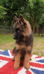 vom Trojangold, hodowla Owczarków Niemieckich Długowłosych