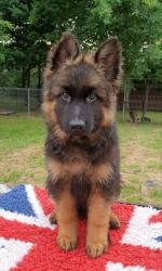 vom Trojangold, hodowla Owczarków Niemieckich Długowłosych