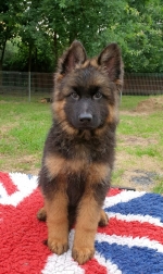 vom Trojangold, hodowla Owczarków Niemieckich Długowłosych