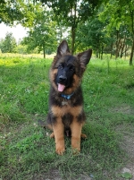 vom Trojangold, hodowla Owczarków Niemieckich Długowłosych