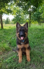 vom Trojangold, hodowla Owczarków Niemieckich Długowłosych