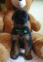 vom Trojangold, hodowla Owczarków Niemieckich Długowłosych