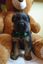 vom Trojangold, hodowla Owczarków Niemieckich Długowłosych