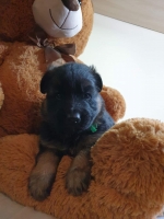 vom Trojangold, hodowla Owczarków Niemieckich Długowłosych