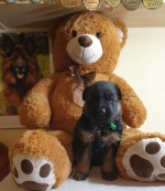 vom Trojangold, hodowla Owczarków Niemieckich Długowłosych