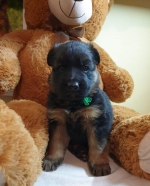 vom Trojangold, hodowla Owczarków Niemieckich Długowłosych