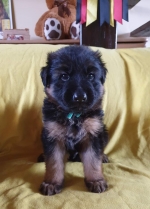 vom Trojangold, hodowla Owczarków Niemieckich Długowłosych