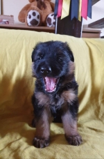 vom Trojangold, hodowla Owczarków Niemieckich Długowłosych