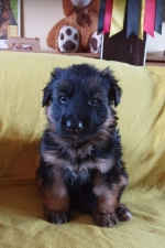 vom Trojangold, hodowla Owczarków Niemieckich Długowłosych