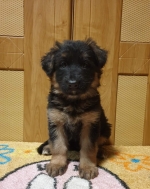 vom Trojangold, hodowla Owczarków Niemieckich Długowłosych