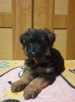 vom Trojangold, hodowla Owczarków Niemieckich Długowłosych