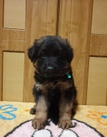 vom Trojangold, hodowla Owczarków Niemieckich Długowłosych