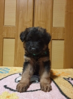 vom Trojangold, hodowla Owczarków Niemieckich Długowłosych