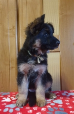 vom Trojangold, hodowla Owczarków Niemieckich Długowłosych