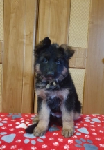 vom Trojangold, hodowla Owczarków Niemieckich Długowłosych