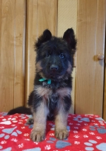 vom Trojangold, hodowla Owczarków Niemieckich Długowłosych