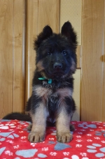 vom Trojangold, hodowla Owczarków Niemieckich Długowłosych