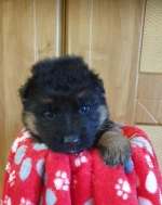 vom Trojangold, hodowla Owczarków Niemieckich Długowłosych