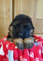 vom Trojangold, hodowla Owczarków Niemieckich Długowłosych