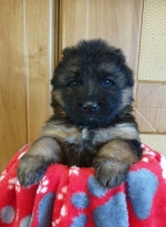 vom Trojangold, hodowla Owczarków Niemieckich Długowłosych