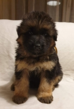 vom Trojangold, hodowla Owczarków Niemieckich Długowłosych