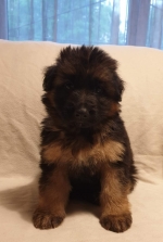 vom Trojangold, hodowla Owczarków Niemieckich Długowłosych