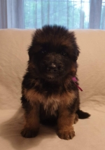 vom Trojangold, hodowla Owczarków Niemieckich Długowłosych