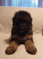 vom Trojangold, hodowla Owczarków Niemieckich Długowłosych