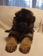 vom Trojangold, hodowla Owczarków Niemieckich Długowłosych