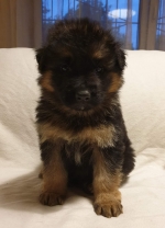 vom Trojangold, hodowla Owczarków Niemieckich Długowłosych