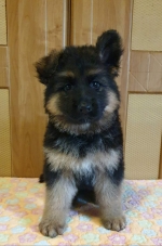 vom Trojangold, hodowla Owczarków Niemieckich Długowłosych