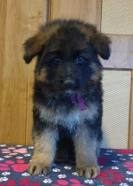 vom Trojangold, hodowla Owczarków Niemieckich Długowłosych