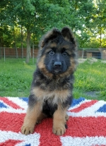 vom Trojangold, hodowla Owczarków Niemieckich Długowłosych