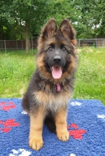 vom Trojangold, hodowla Owczarków Niemieckich Długowłosych