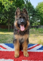 vom Trojangold, hodowla Owczarków Niemieckich Długowłosych