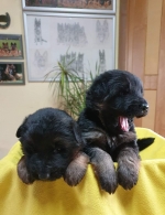 vom Trojangold, hodowla Owczarków Niemieckich Długowłosych