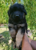 vom Trojangold, hodowla Owczarków Niemieckich Długowłosych