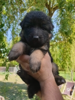 vom Trojangold, hodowla Owczarków Niemieckich Długowłosych