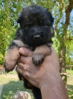 vom Trojangold, hodowla Owczarków Niemieckich Długowłosych