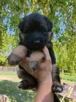 vom Trojangold, hodowla Owczarków Niemieckich Długowłosych