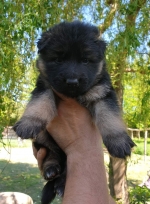 vom Trojangold, hodowla Owczarków Niemieckich Długowłosych