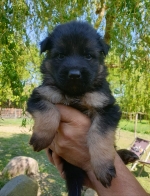 vom Trojangold, hodowla Owczarków Niemieckich Długowłosych