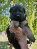 vom Trojangold, hodowla Owczarków Niemieckich Długowłosych