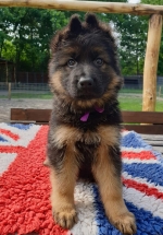 vom Trojangold, hodowla Owczarków Niemieckich Długowłosych