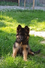 vom Trojangold, hodowla Owczarków Niemieckich Długowłosych