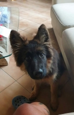 vom Trojangold, hodowla Owczarków Niemieckich Długowłosych