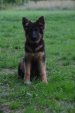 vom Trojangold, hodowla Owczarków Niemieckich Długowłosych